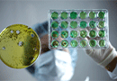 European Microbiology Conference