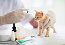 The New GMP Implementing Regulations for Veterinary Medicinal Products and Related APIs - Live Online Training