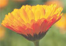 Phytopharmaka Symposium 2023